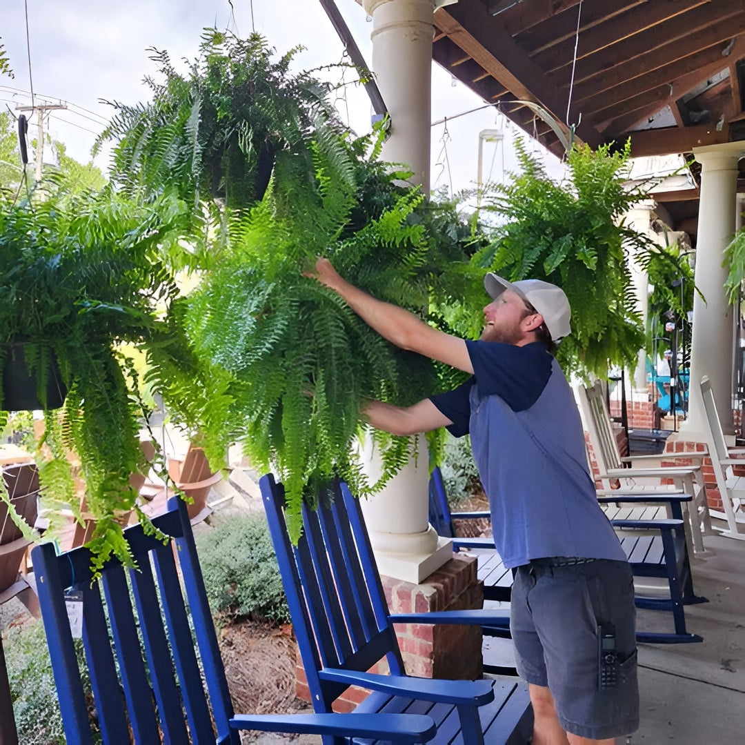 Artificial Boston Fern with UV-Stabilized Polyethylene and 18 Cascading Fronds, 27.5in Width